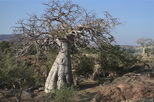 Baum