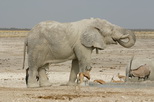 Elefant