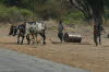 Buffalo Park 01