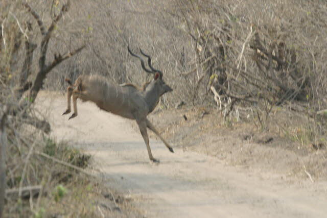 Buffalo Park 03