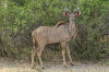 Buffalo Park 05