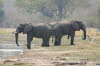 Buffalo Park 06