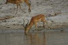 Chobe 10