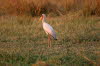 Chobe 11