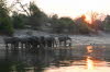 Chobe 12
