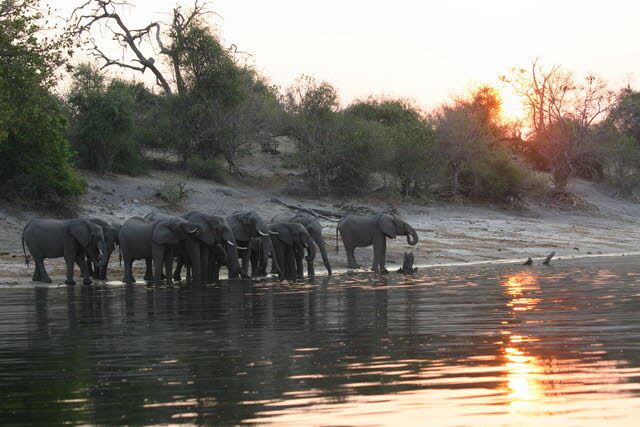 Chobe 12