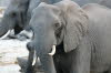Chobe 13