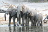 Chobe 14
