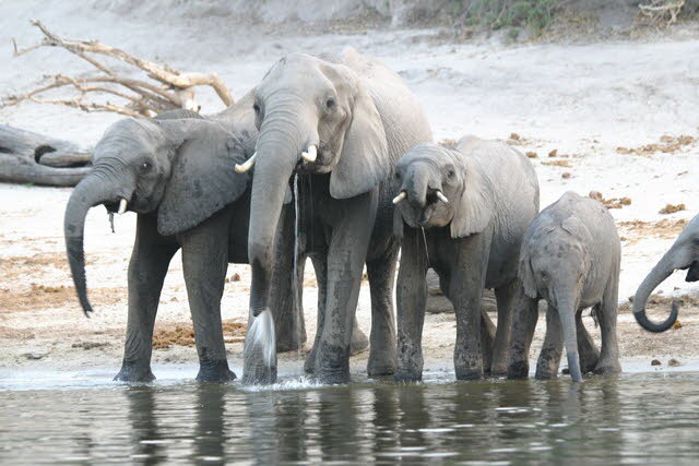 Chobe 14