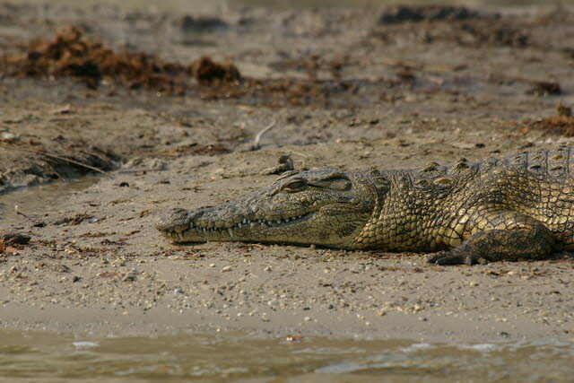 Chobe 17