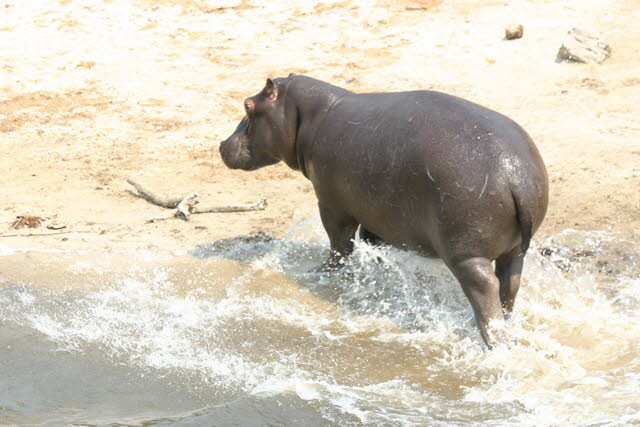 Chobe 22
