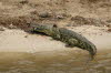 Chobe 23