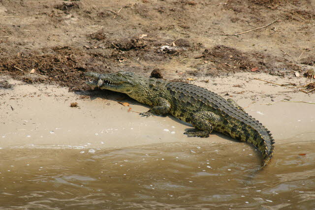 Chobe 23