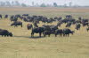 Chobe 24