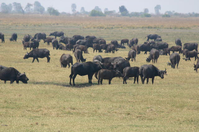 Chobe 24