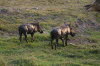 Chobe 25