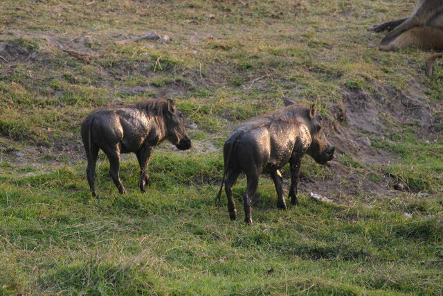Chobe 25