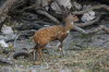 Chobe 26