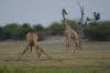 Chobe 29