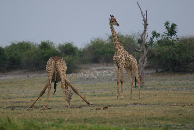 Chobe 29