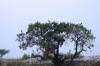 Chobe 31