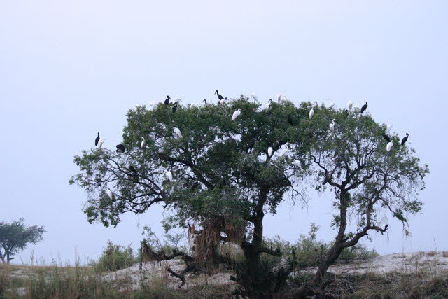 Chobe 31