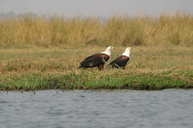 Chobe 32