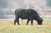 Chobe 33