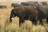 Chobe 3