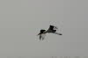 Chobe 5