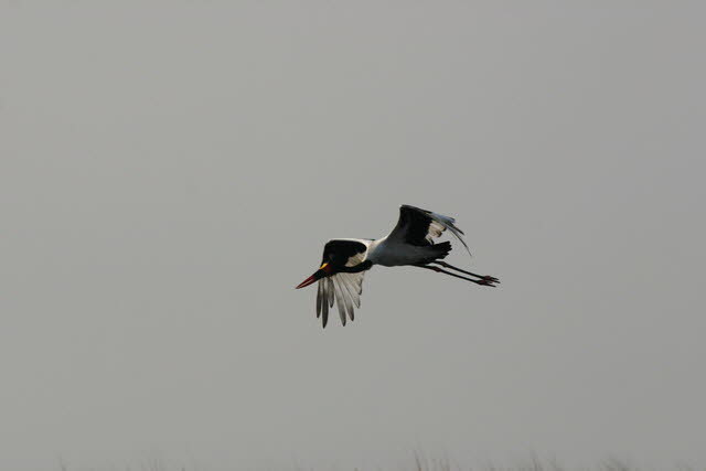 Chobe 5