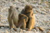 Chobe 9