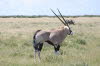 Etoscha 2