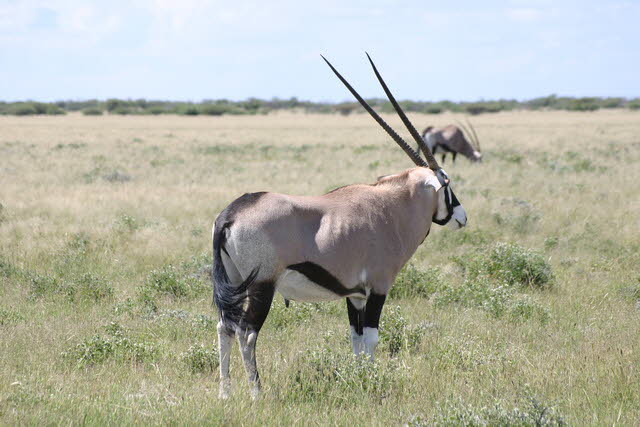 Etoscha 2