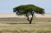 Etoscha 3