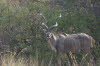 Kwando 1