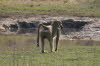 Kwando 2