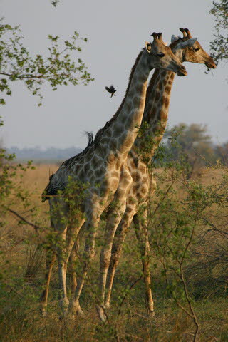 Kwando 6