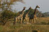 Kwando 7
