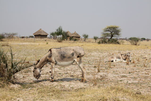 Nkwasi Lodge 1