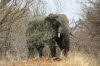 Okavango 1