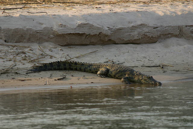 Okavango 4
