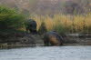 Okavango 5