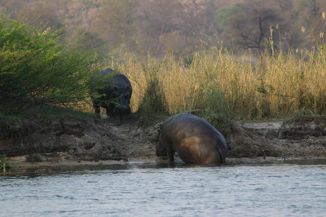 Okavango 5