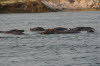 Okavango 6